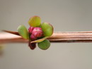زرشک خوراکی
